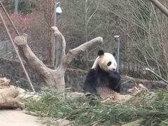 -都江堰中华大熊猫苑
