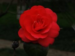 -玄武湖景区-情侣园游乐场