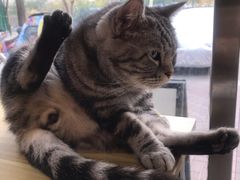 -平行世界·猫咖(首经贸店)
