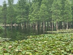 -白鹭湾湿地公园