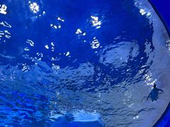 -上海海昌海洋公园