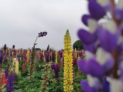 -径山花海