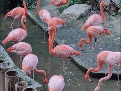 -清迈夜间动物园