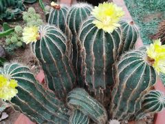 -海上花岛玫瑰园采摘