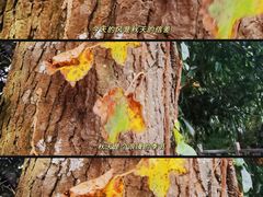 -宁波市保国寺古建筑博物馆