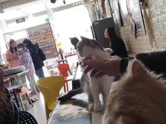 -平行世界·猫咖(首经贸店)