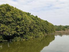 -大湾区中央湿地公园