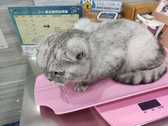 -瑞派名望志远动物医院·猫科·內科·异宠专科(直港大道店)