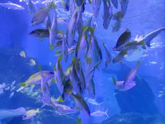 -海合安武汉极地海洋公园