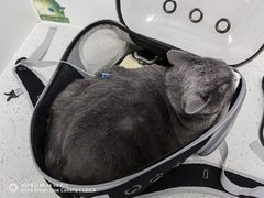-纳吉亚猫专科动物诊疗中心(蒋宅口分院)