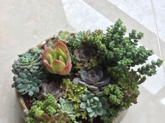 -金科花卉市场