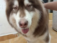 -Let's go狗咖·猫咖·奶狗·桌游(春熙路IFS店)