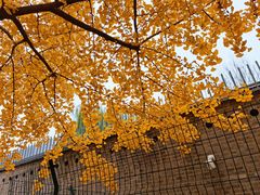 -三里屯东五街银杏大道