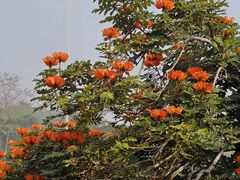 -中国科学院西双版纳热带植物园