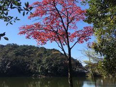 -广州市石门国家森林公园