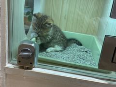 -屋虎猫馆(宝安大仟里店)