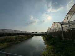 -马陆小张葡萄园农家乐