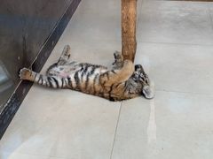 -大连森林动物园