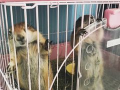 -藦茜花园宠物主题亲子互动体验馆(国顺东路店)