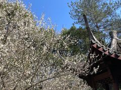 -杭州植物园
