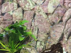 -芜湖新华联大白鲸海洋公园