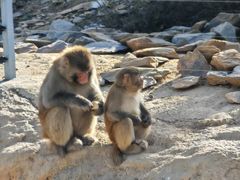 -石家庄市动物园