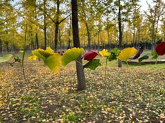 -汉长安城未央宫国家考古遗址公园