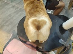 -PETKIT小佩宠物(古北店)