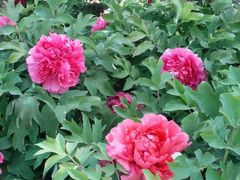 -莲花池公园