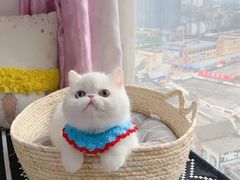 -欣宠猫屋·矮脚拿破仑·蓝金金渐层