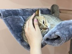 -1013 PET SHOP精品宠物商店(丁香店)