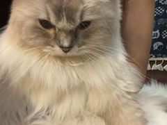 -MOCHA明星猫咖(田子坊店)