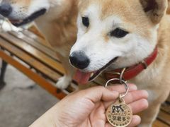 -柴犬高等学院·狗咖·柴犬售卖·宠物训练