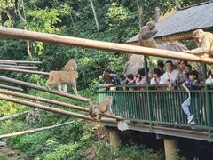 -西双版纳原始森林公园