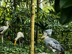 -新加坡飞禽公园