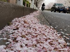 -高东镇樱花园