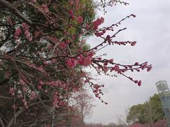 -红梅公园