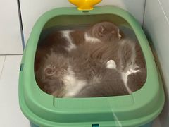 -1013 PET SHOP精品宠物商店(丁香店)