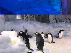 -芜湖新华联大白鲸海洋公园