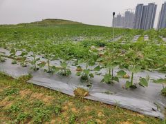 -光明小镇欢乐田园