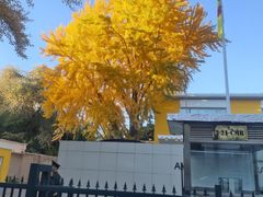 -三里屯东五街银杏大道