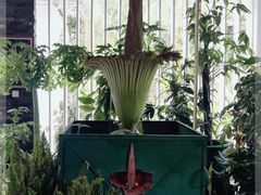 -中国科学院西双版纳热带植物园