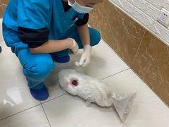 -美联众合动物医院·24h京西诊疗中心