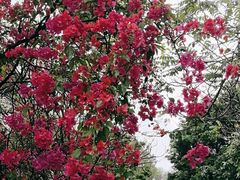 -广州市白云山风景名胜区