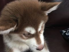 -佳百利宠物(荣乐中路115弄小区店)