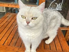 -喵屿·大理花园猫咖