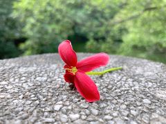 -中国科学院华南植物园