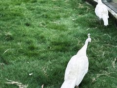 -成都动物园