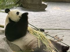 -上海野生动物园