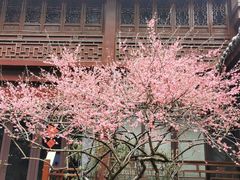 -十八棵（老龙井）御茶园(老龙井店)